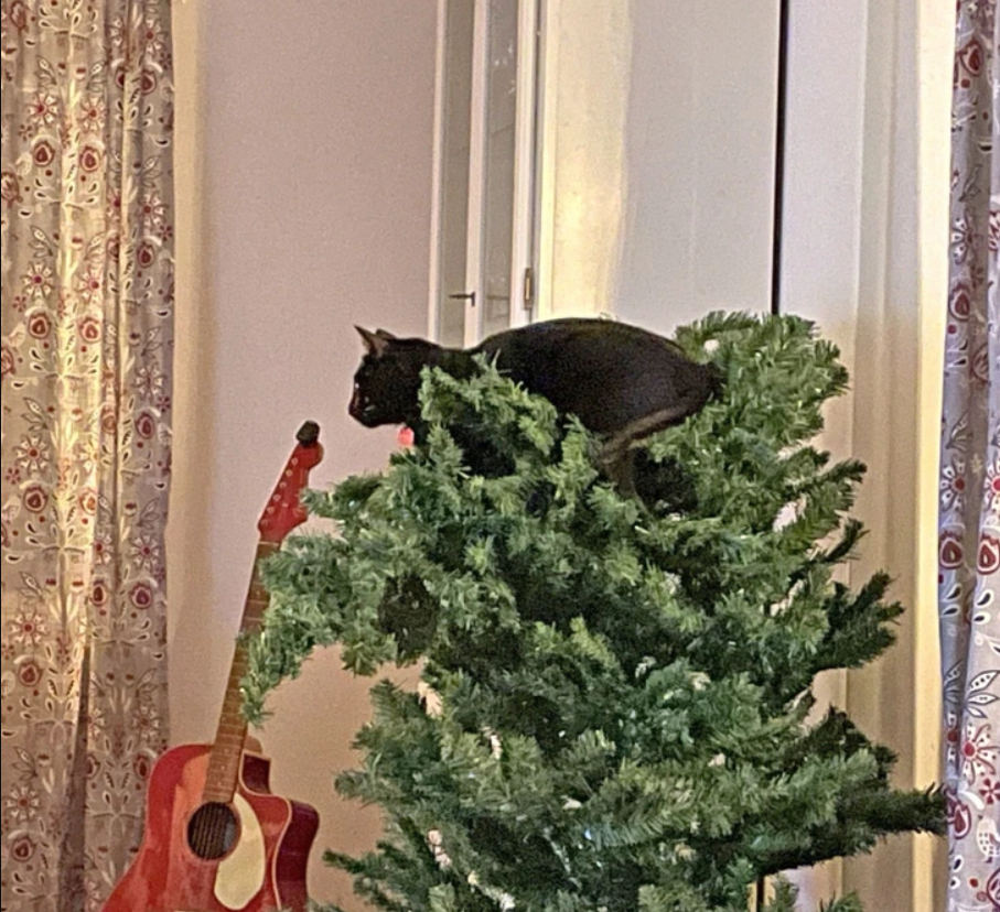 кот сидит на елке
