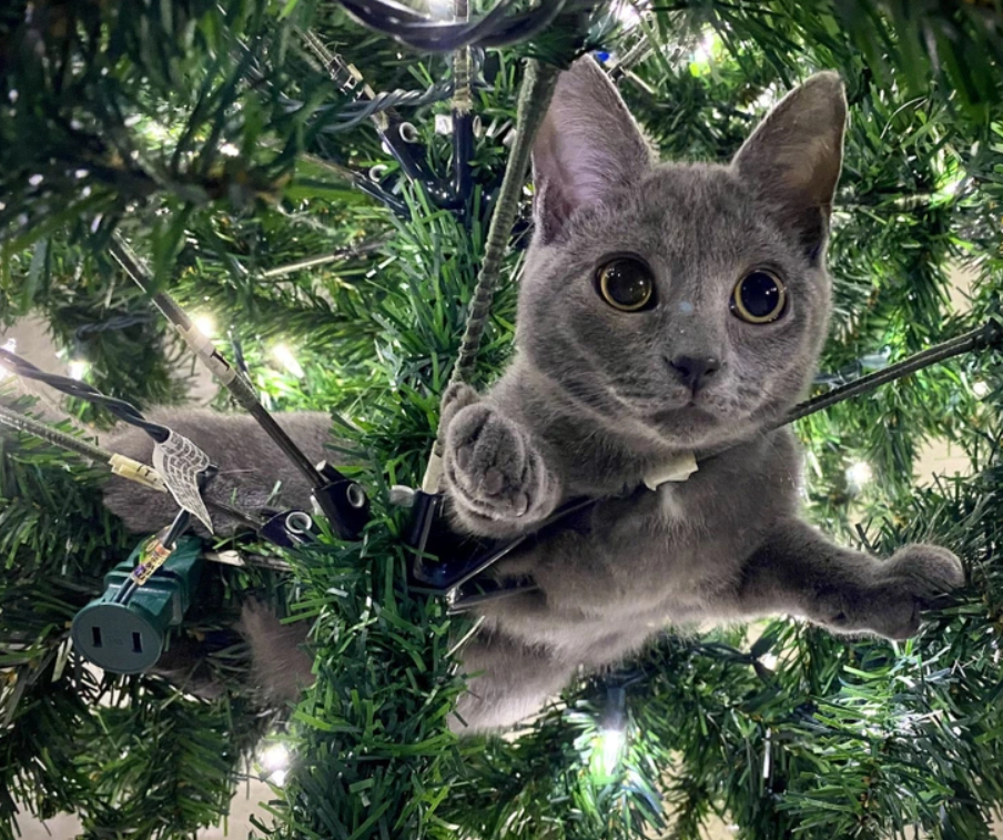 серый кот на елке