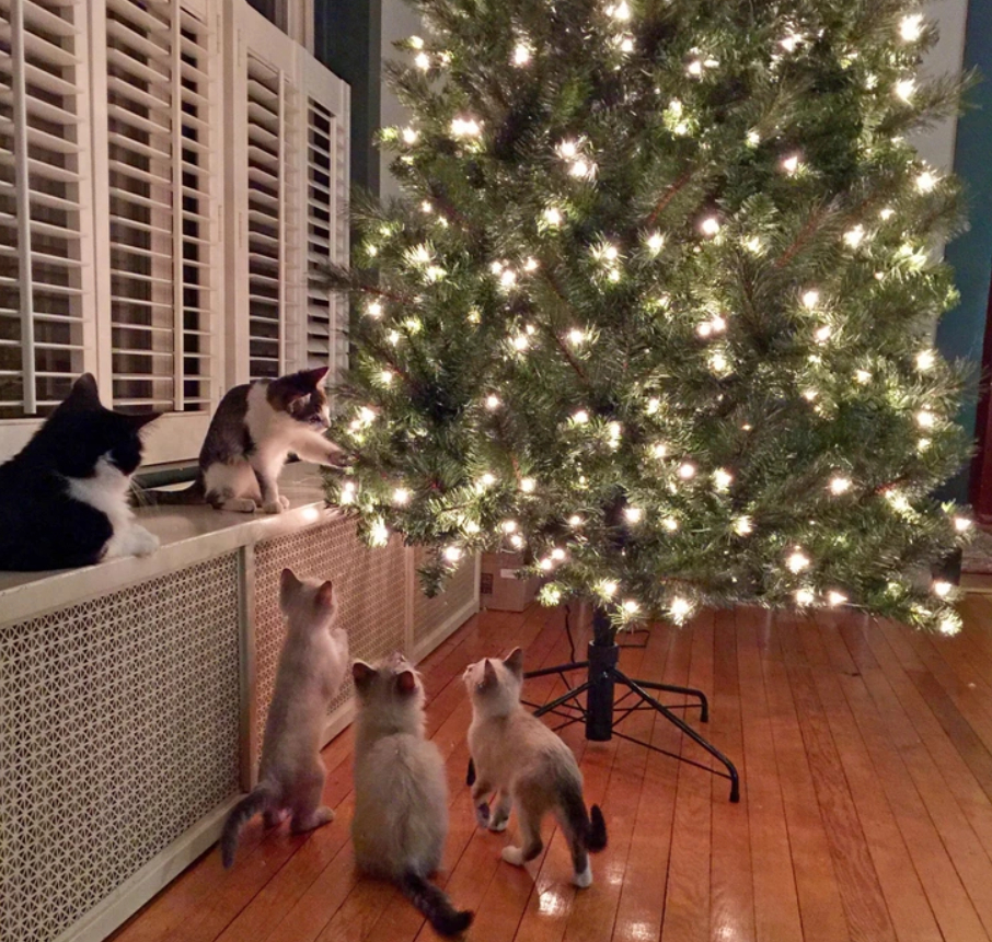 пять котов сидят у елки