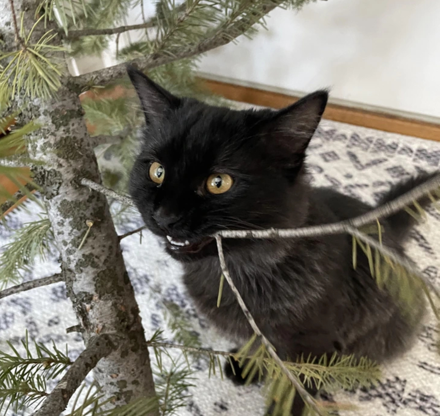 черная кошка грызет елку