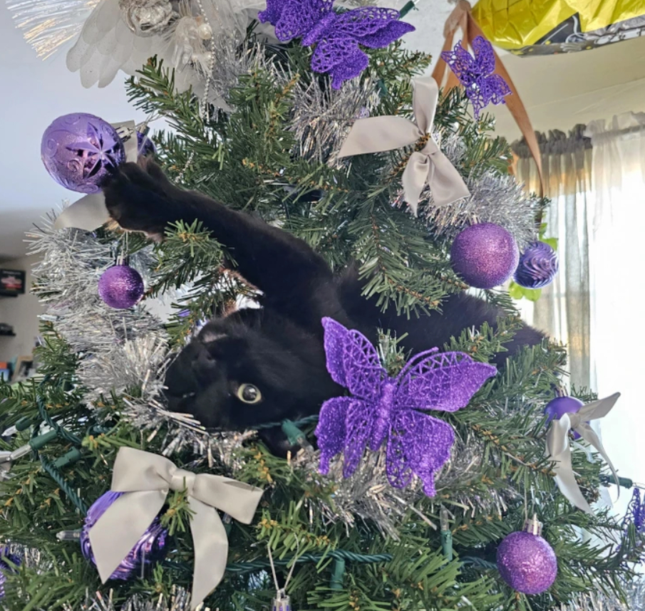 черная кошка играет с игрушкой на елке