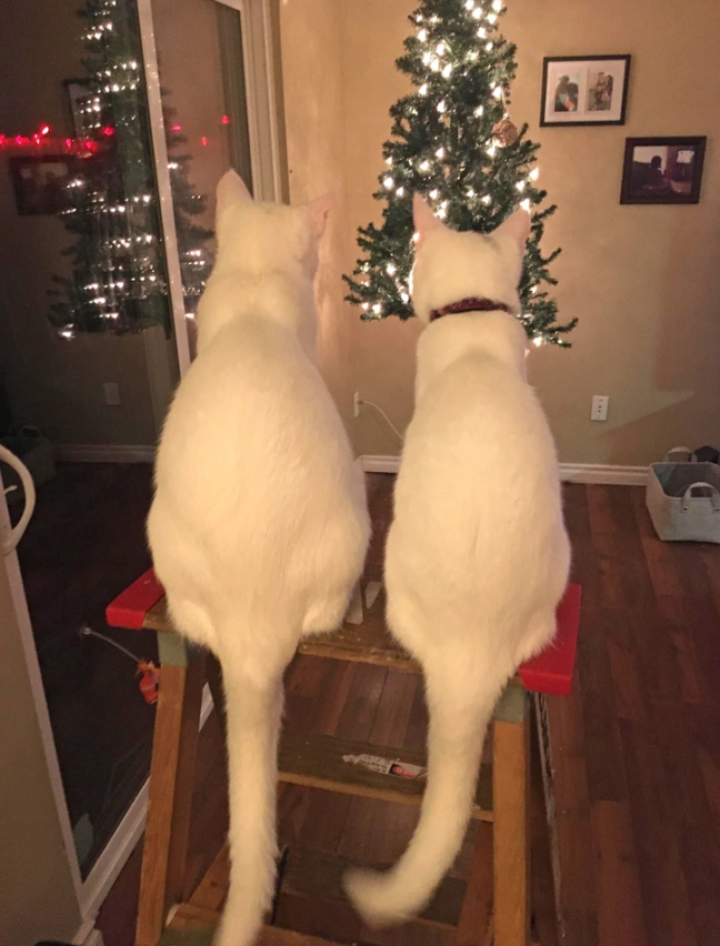 два белых кота смотрят на елку