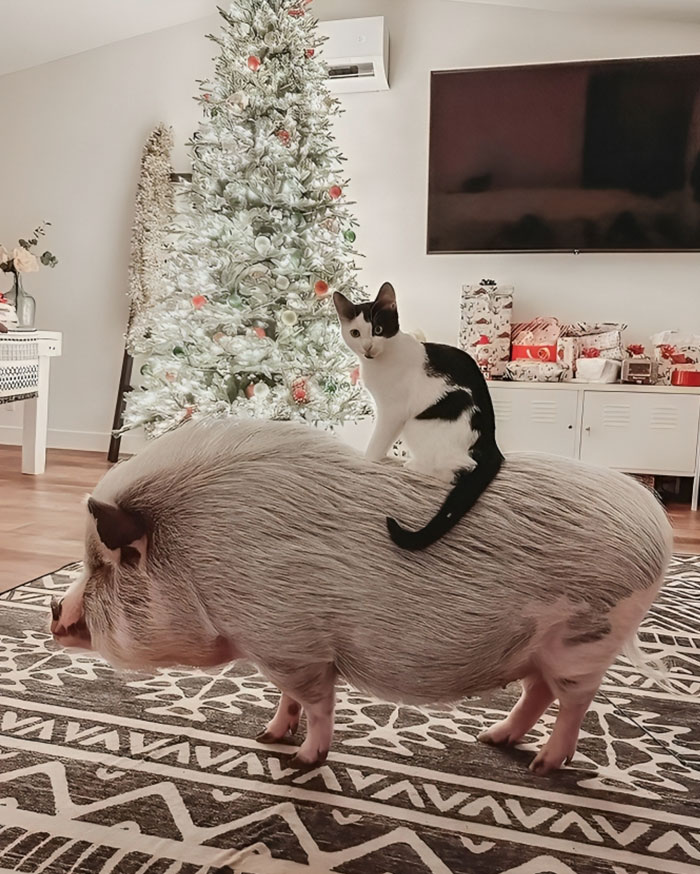 кот верхом на свинье на фоне елки