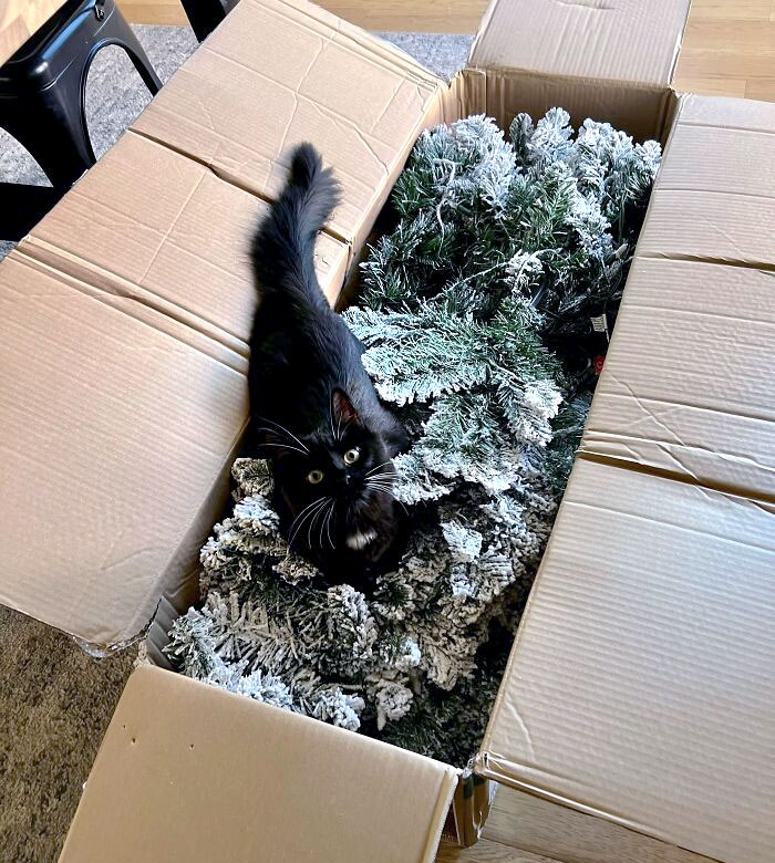 черная кошка в коробке с искусственной елкой