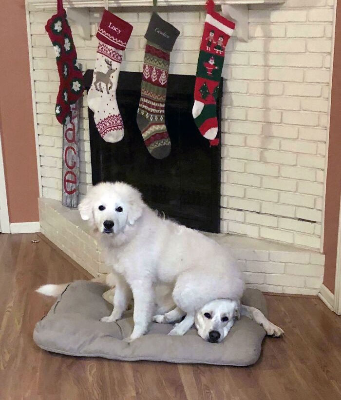 две белые собаки перед камином