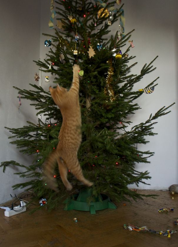 рыжий кот висит на елке