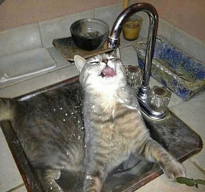 полосатый кот в раковине пьет воду из-под крана