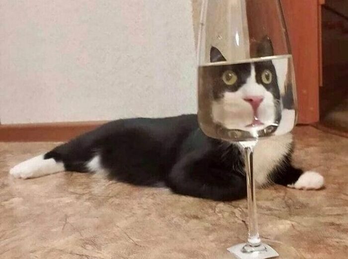 черно-белый кот и бокал с водой