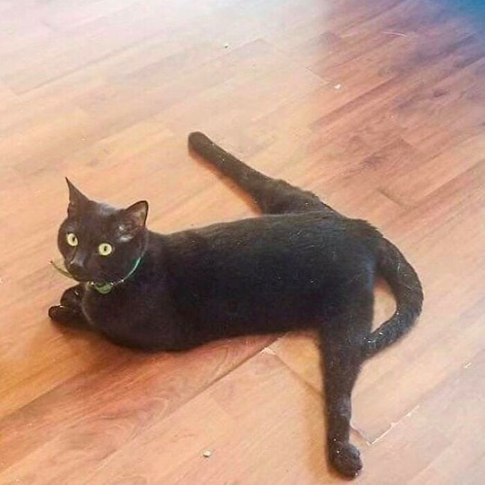 черный кот сидит на шпагате