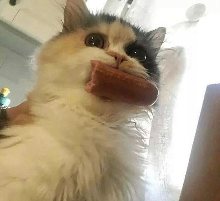 кот с сосиской во рту
