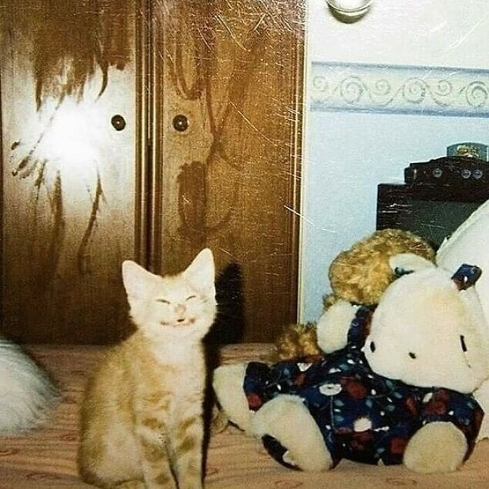 рыжий котенок улыбается