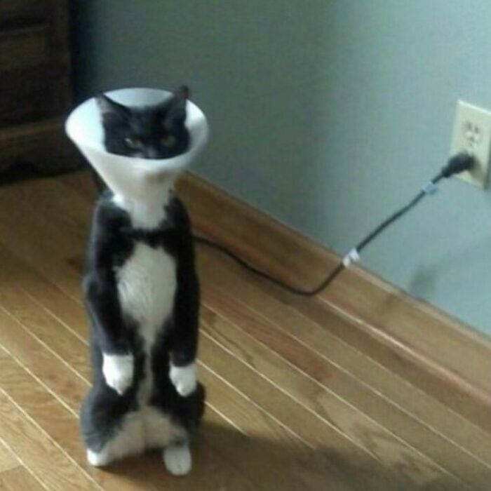 черно-белый кот с воротником на шее