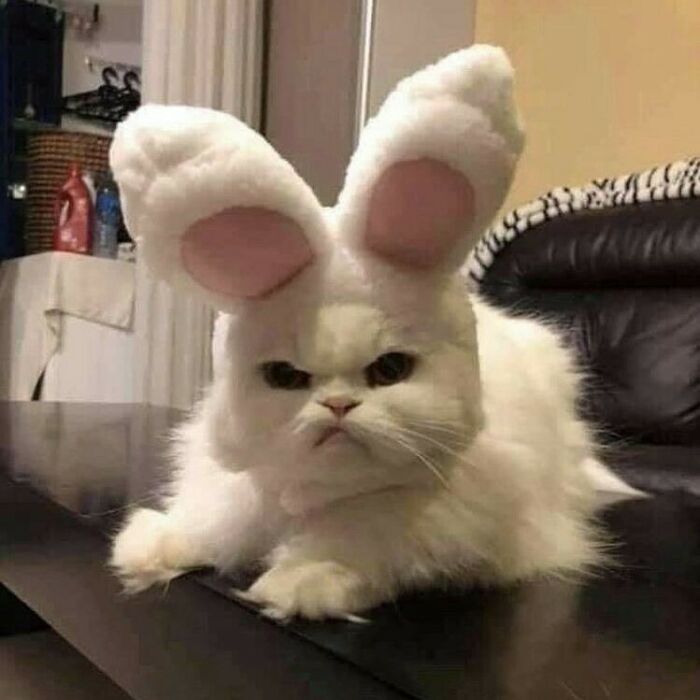 белый кот с ушами зайца