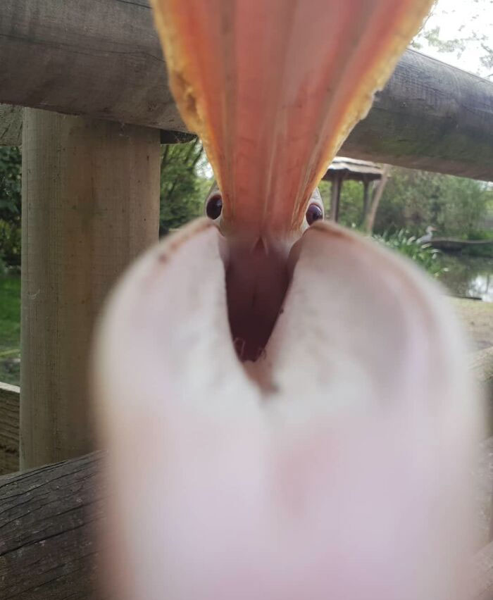 пеликан 