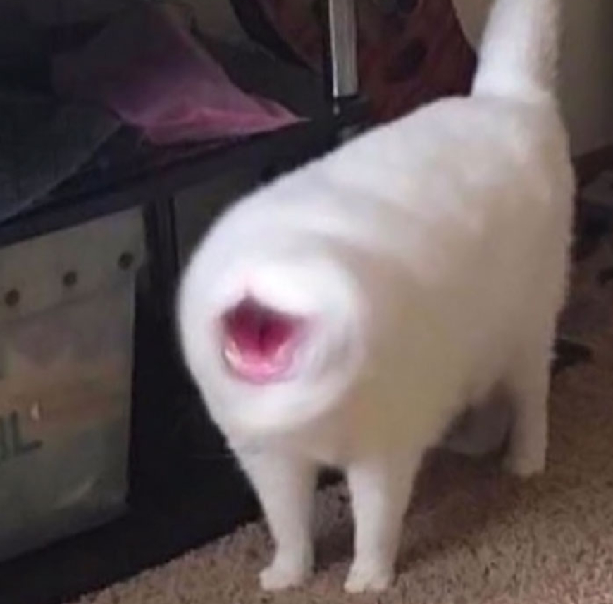 белый кот чихнул