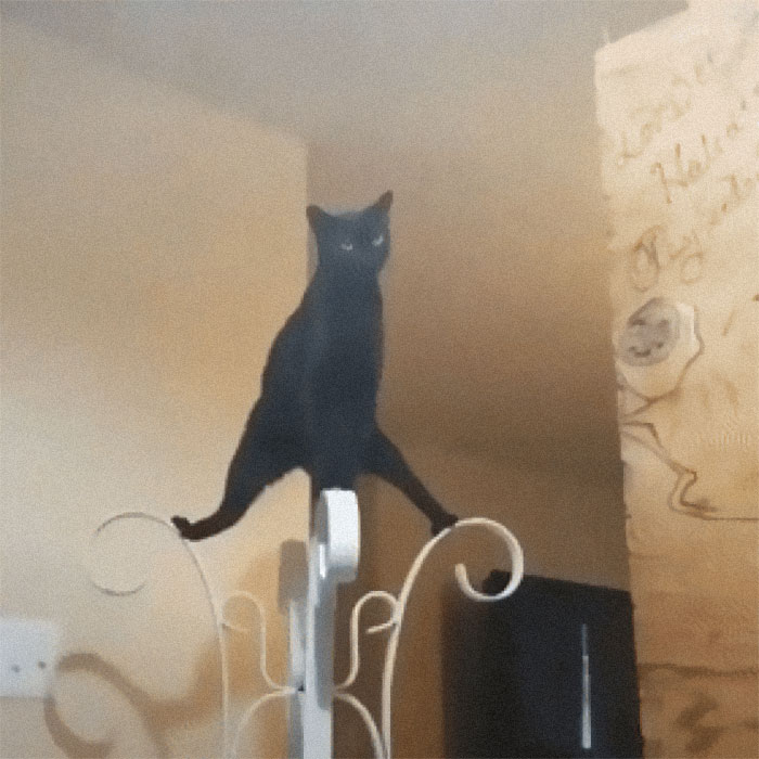 черный кот стоит на вешалке
