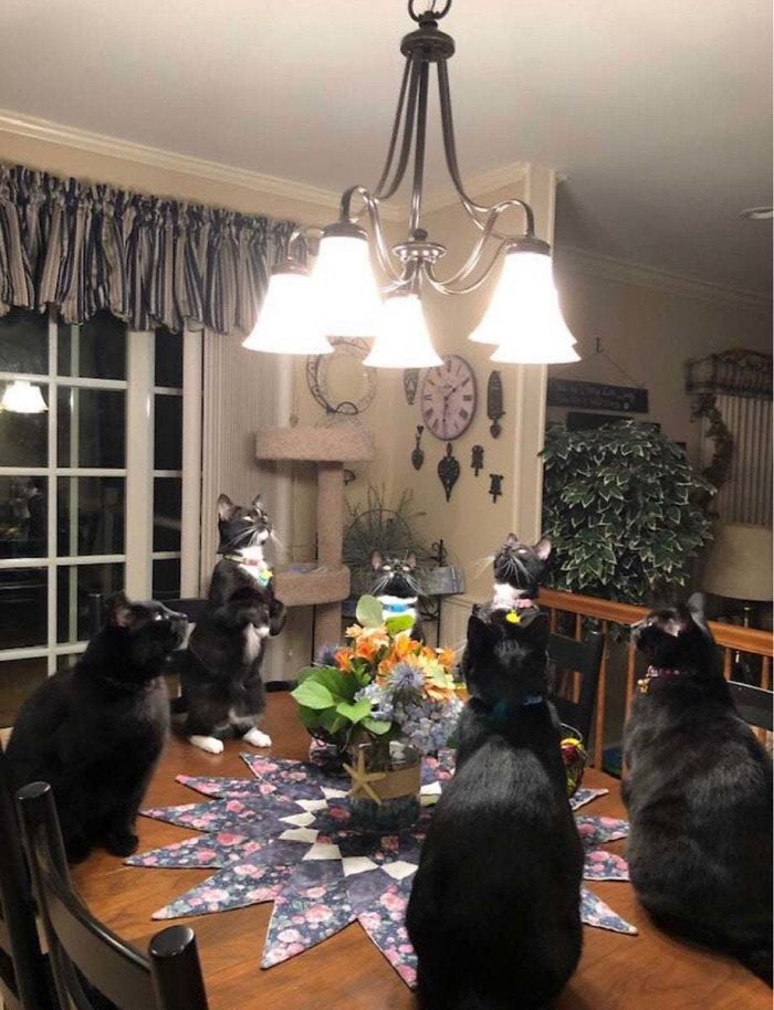 черные коты сидят на столе и смотрят на люстру