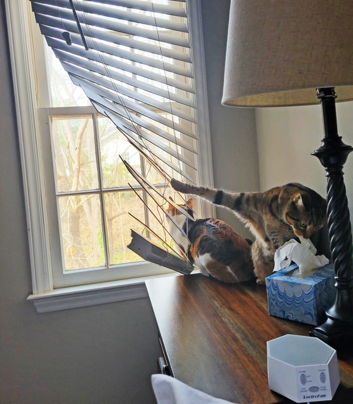 два кота возле окна
