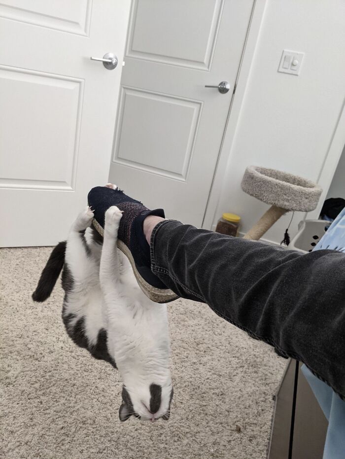 черно-белый кот висит на ноге