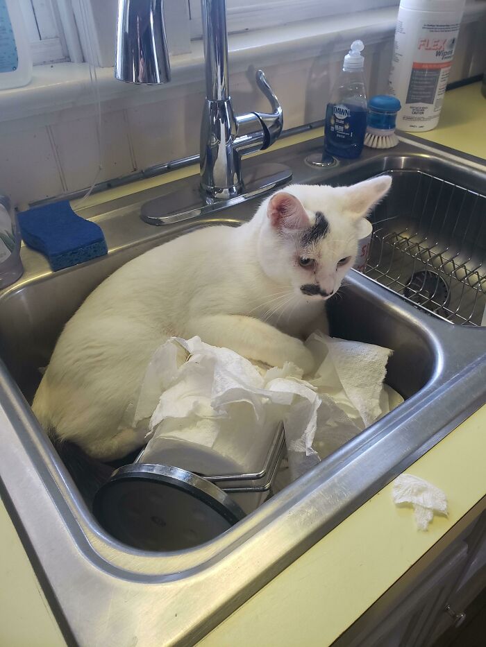 белый кот сидит в раковине