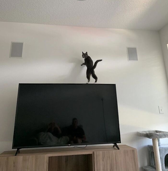 кот стоит на задних лапах на телевизоре