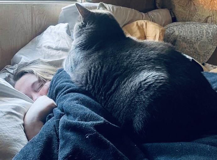 большой серый кот сидит на спящей девушке