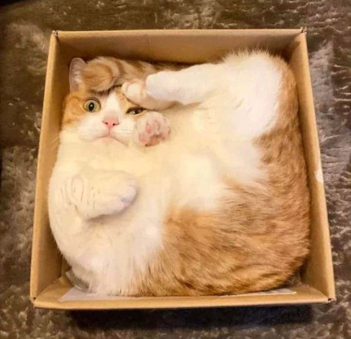 рыжий кот в коробке
