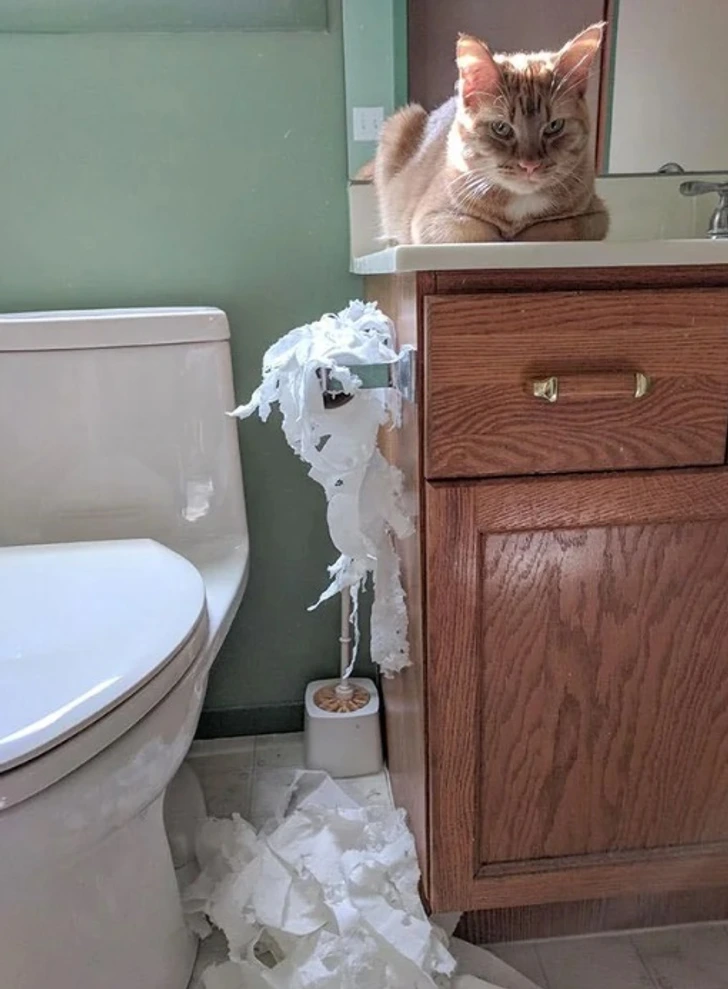 рыжий кот сидит на тумбочке в туалете