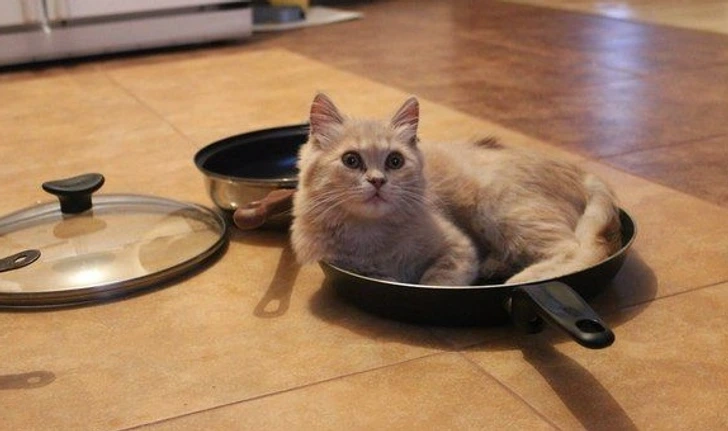кошка лежит в сковороде