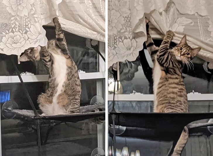 полосатый кот рвет шторы
