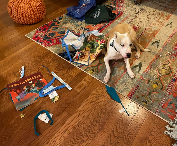 собака и порванный пакет на полу