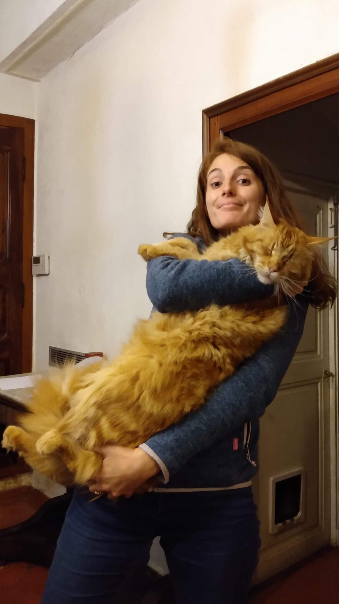 большой рыжий кот на руках у девушки