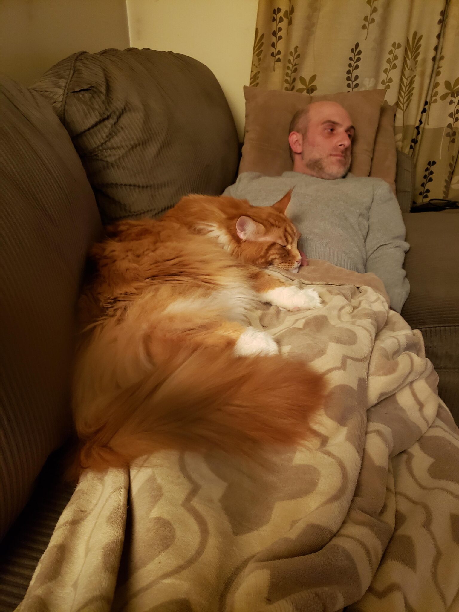 рыжий кот лежит на мужчине на диване