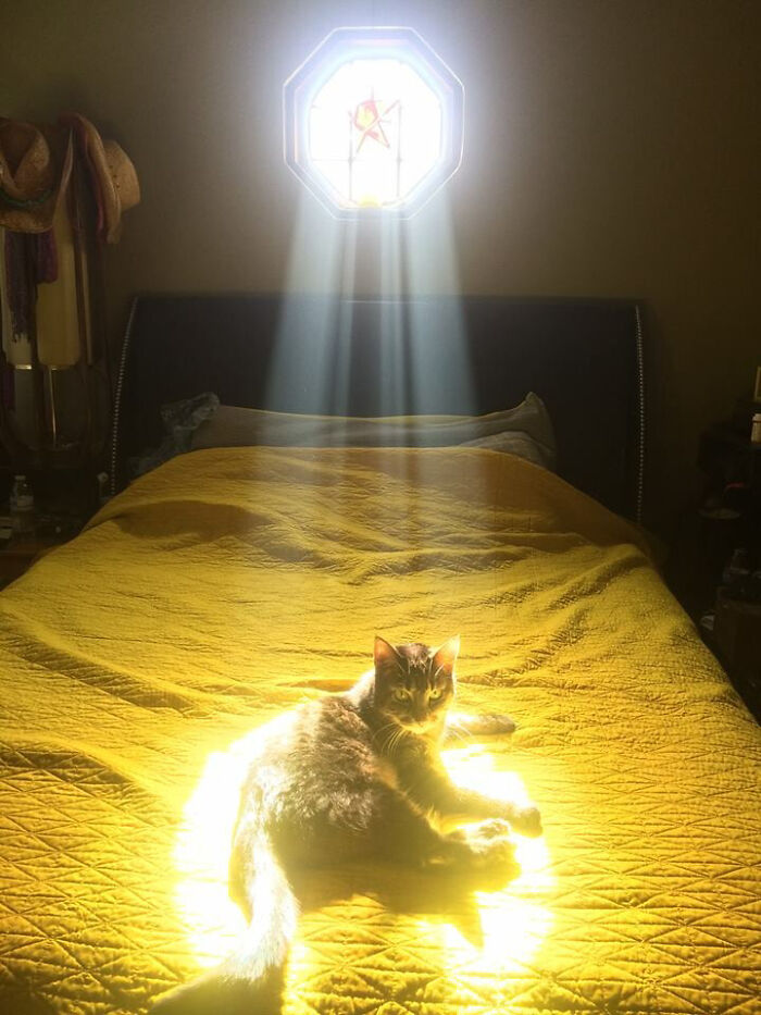 солнечный свет падает на кота на кровати