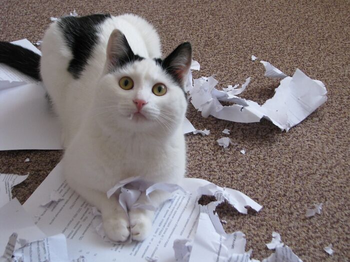 черно-белый кот порвал домашнюю работу