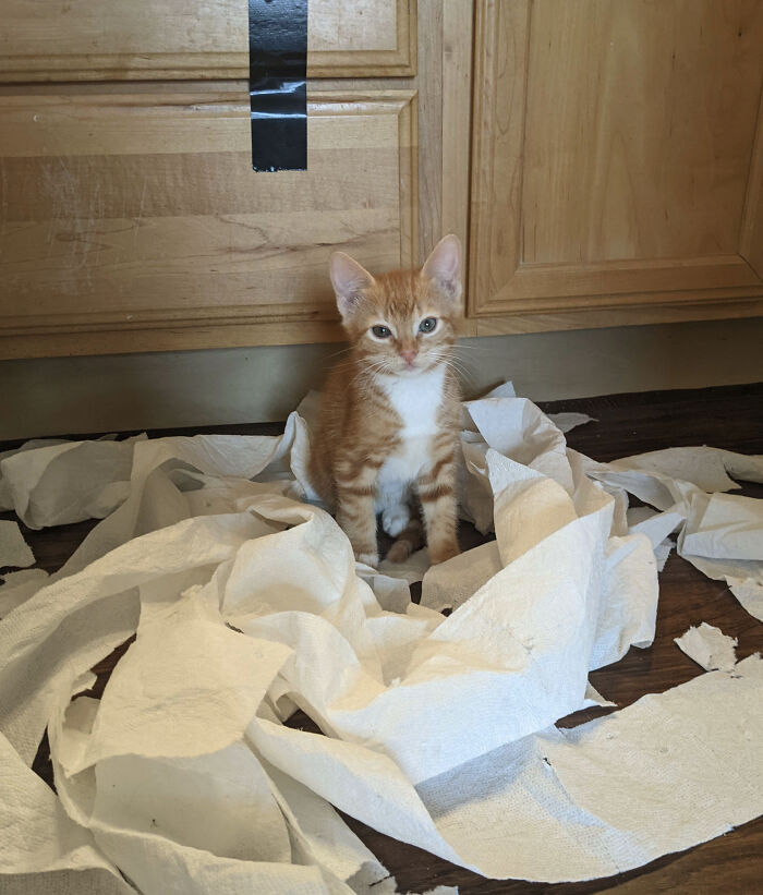 рыжий котенок сидит в туалетной бумаге