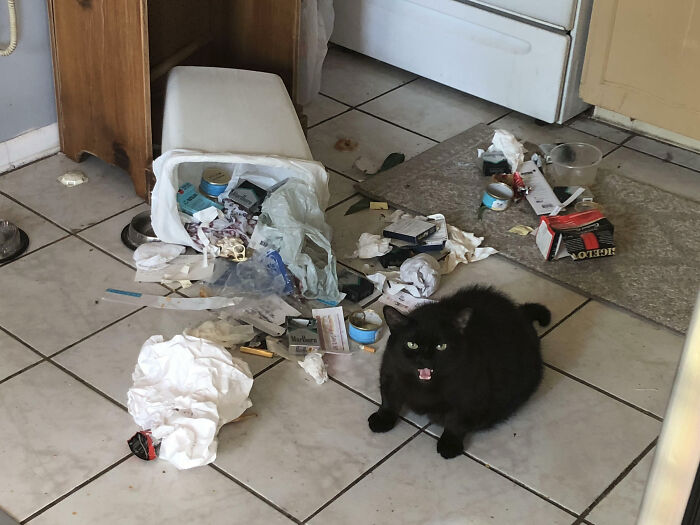 черный кот возле перевернутого мусорного ведра