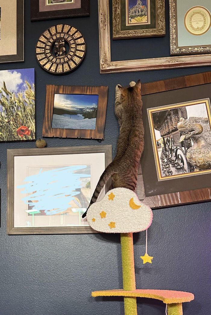 кот трогает картины на стене