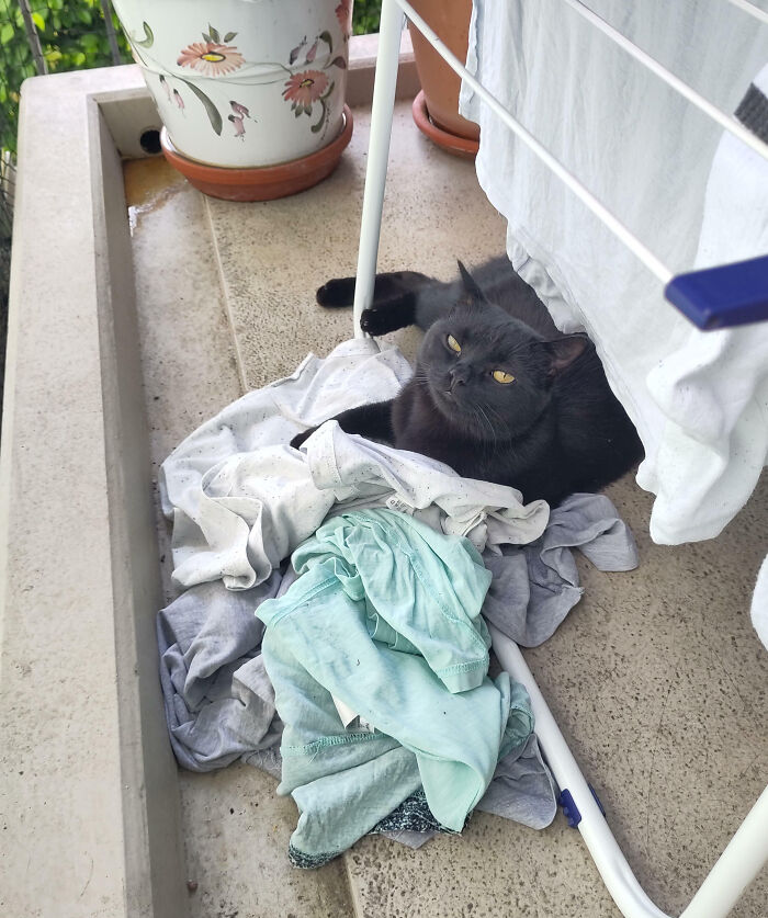 черный кот лежит на белье