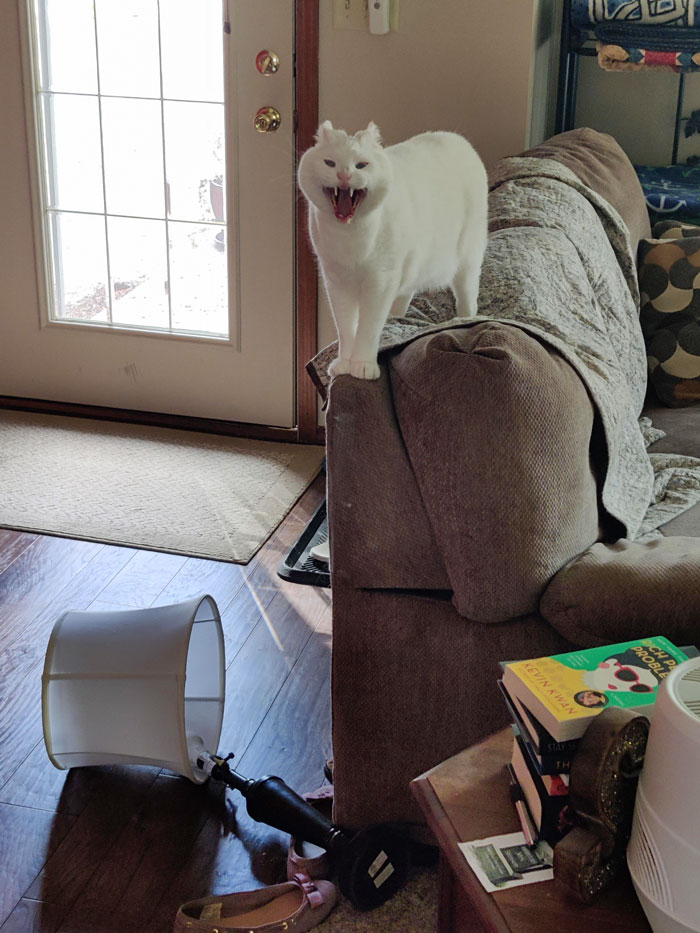 белый кот стоит на диване и орет