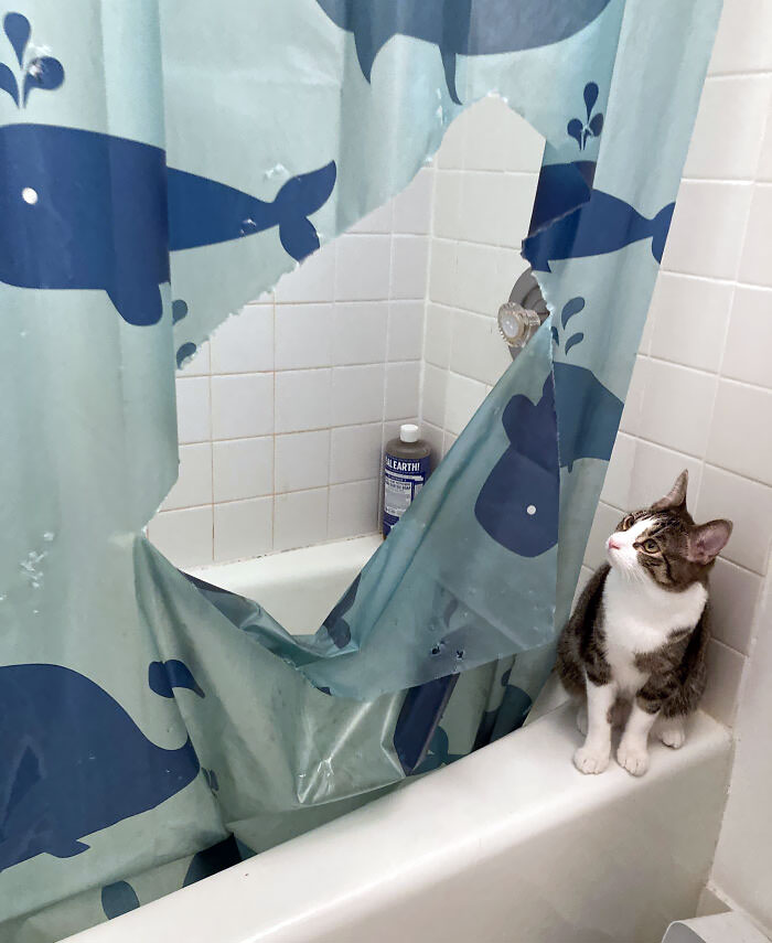 кот смотрит на порванную занавеску в ванной