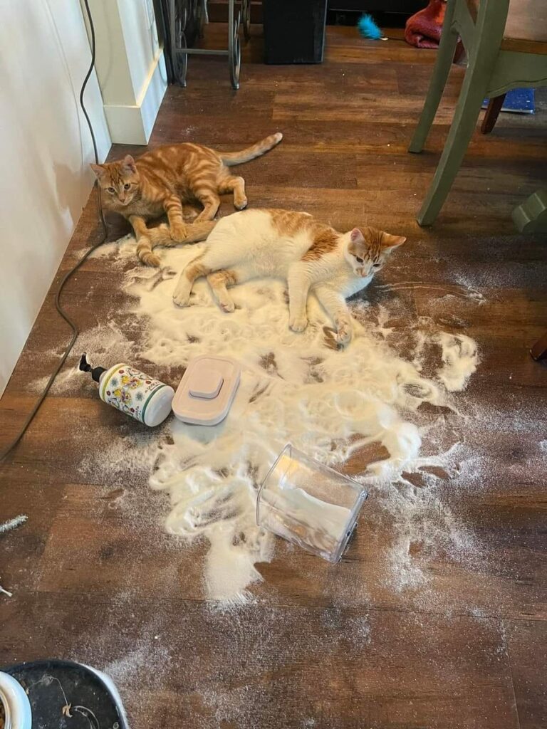 коты лежат на полу с рассыпанным сахаром