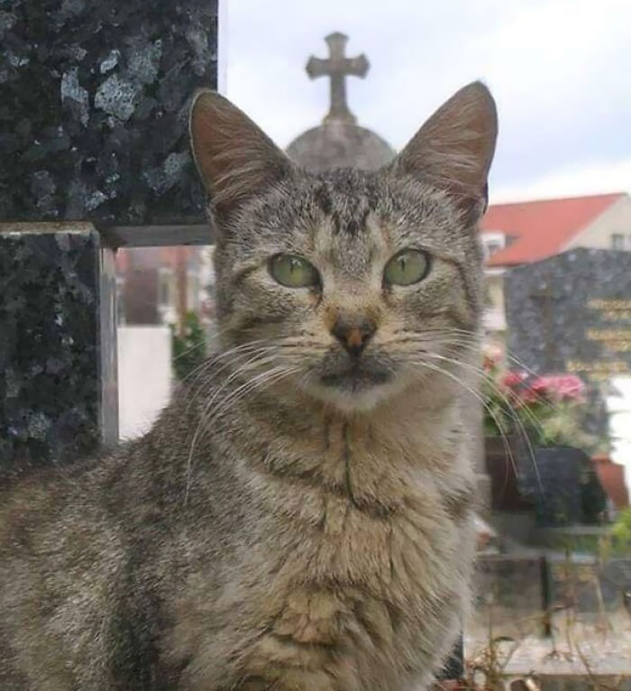 крест над головой кота