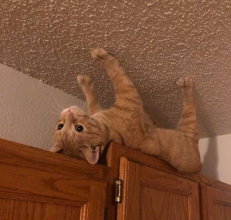 рыжий кот лежит на шкафу вверх лапами