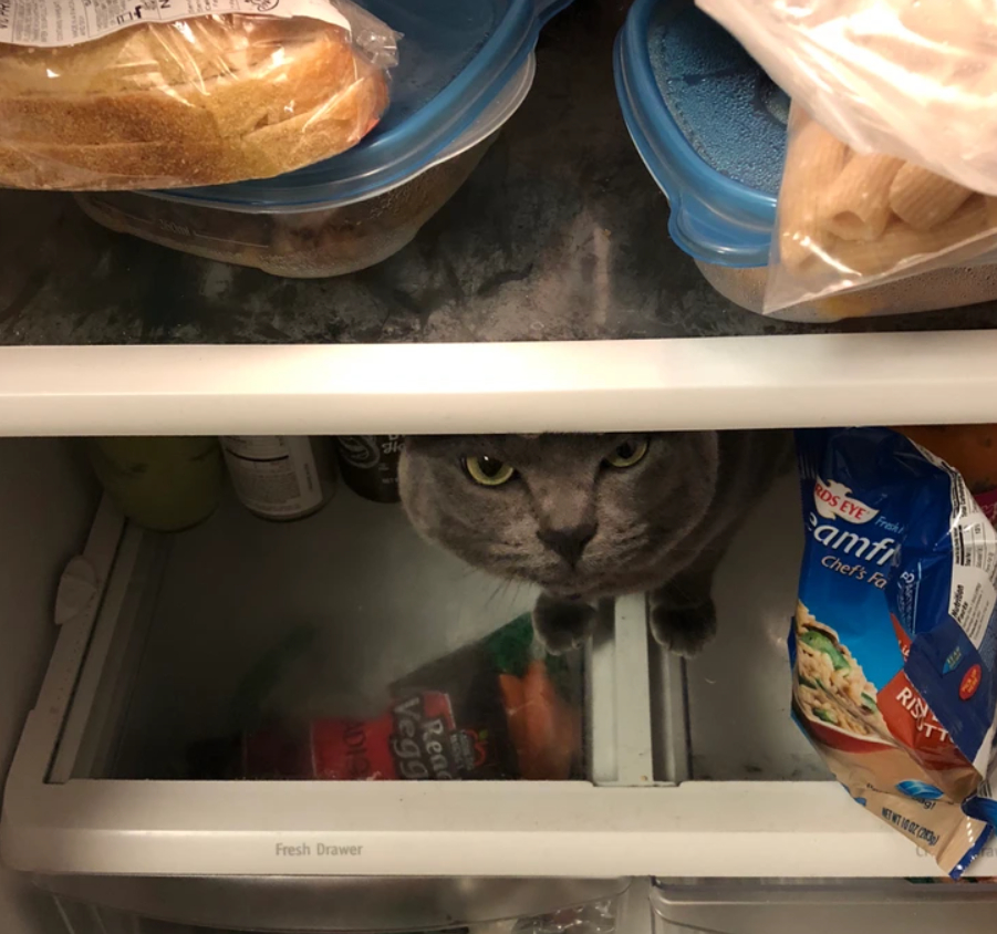 cерый кот сидит в холодильнике