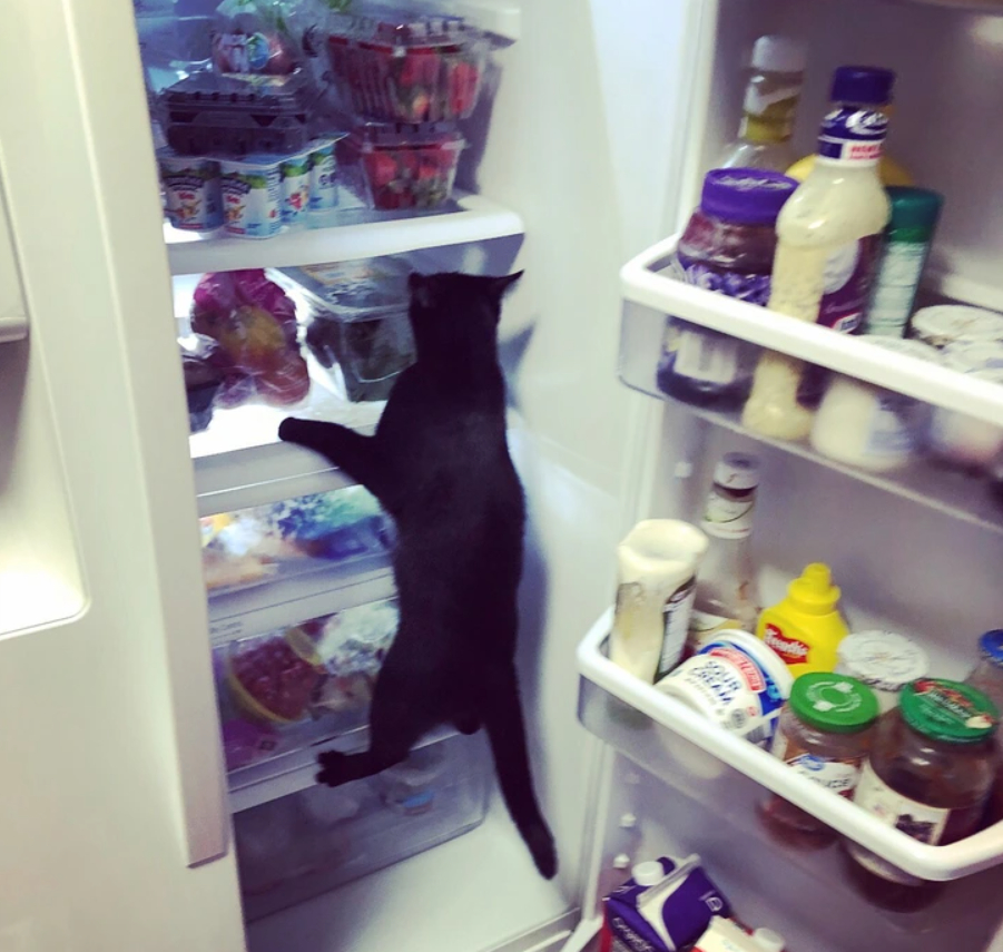 черный кот на полках холодильника