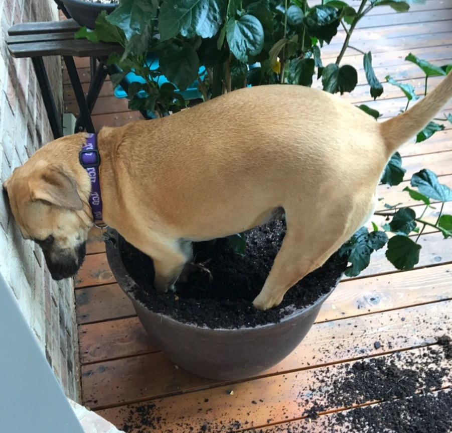 собака роет землю в горшке