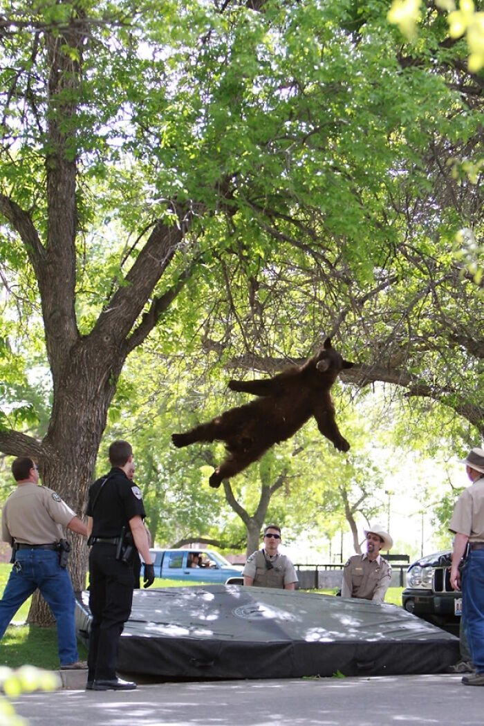 медведь в воздухе