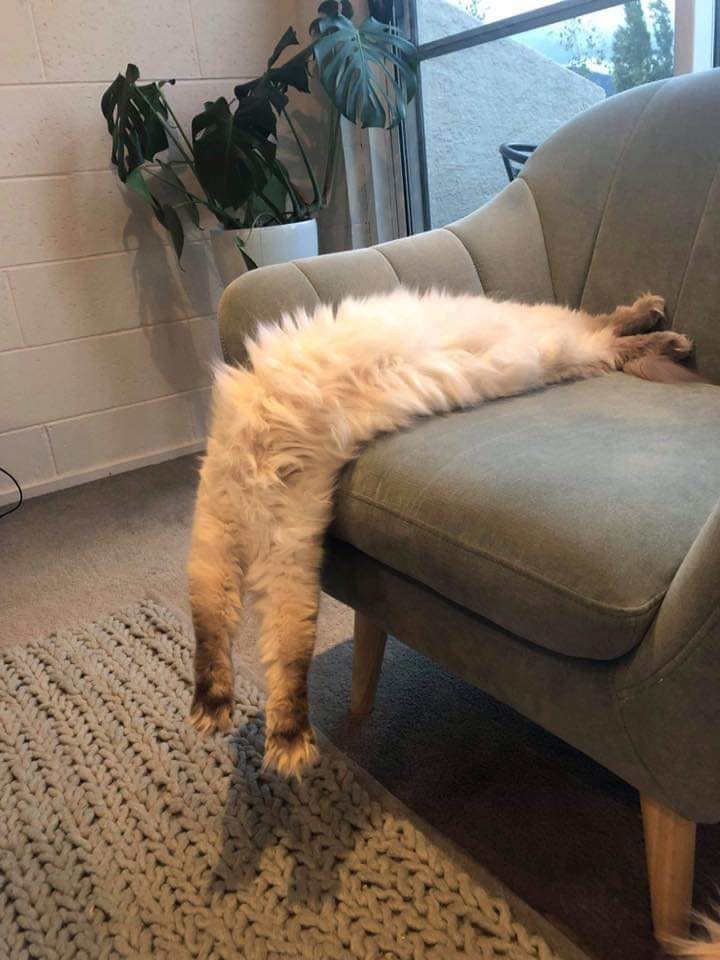 рыжий кот спит, свиснув с кресла