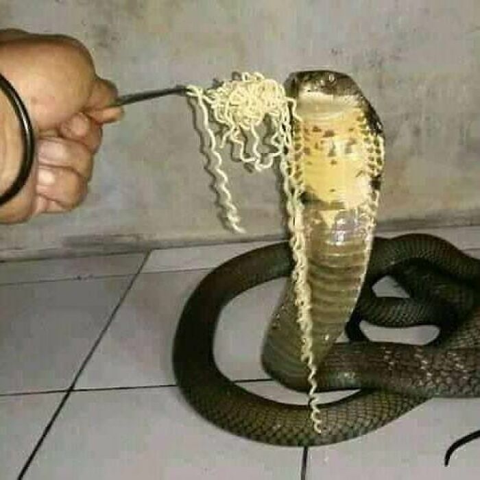 мужчина кормит змею макаронами